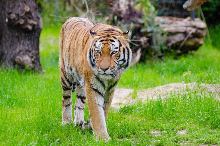 The tiger