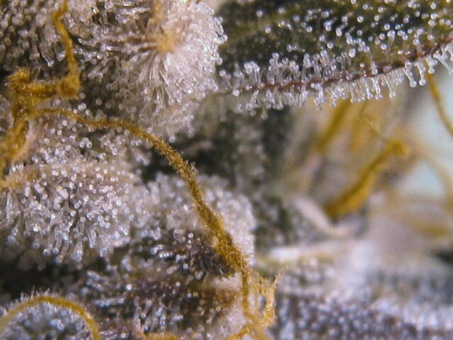 Clear Cannabis Trichomes