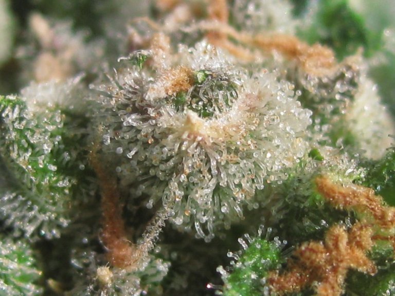 Amber Cannabis Trichomes