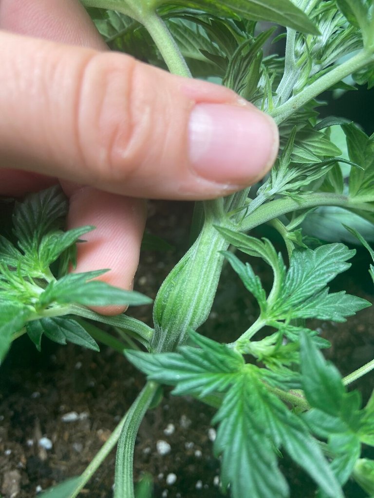 Super cropping cannabis