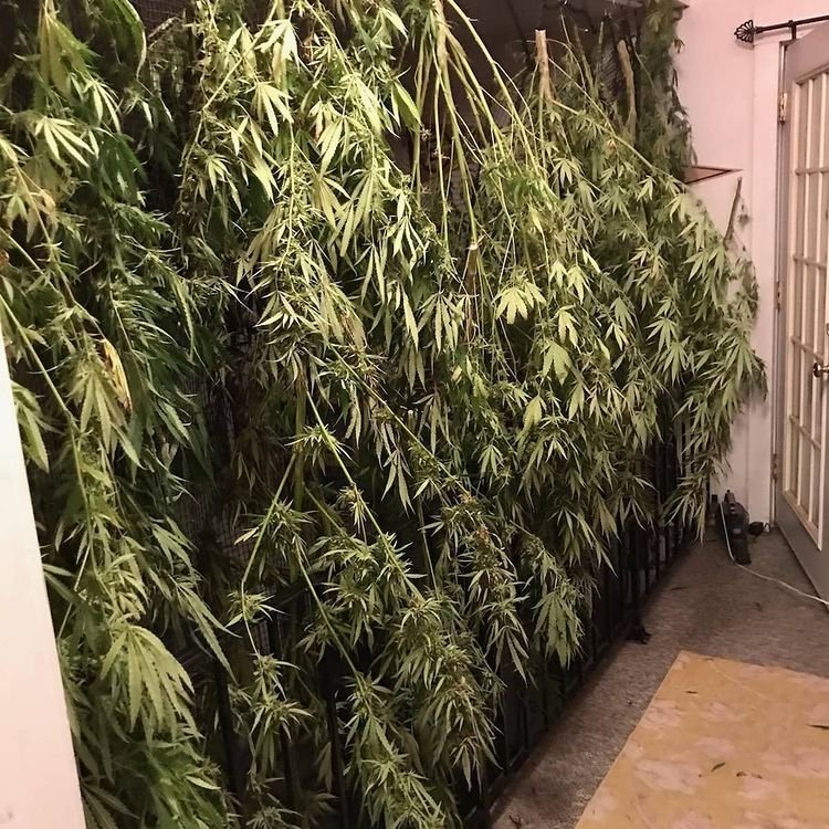 Drying Cannabis