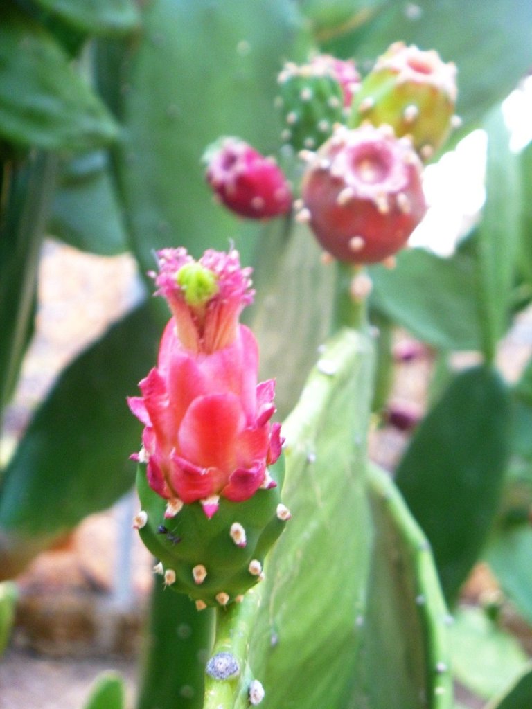 Nopal2.jpg