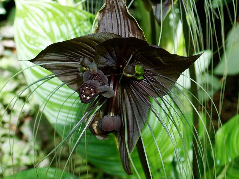 tacca-chantrieri.jpg