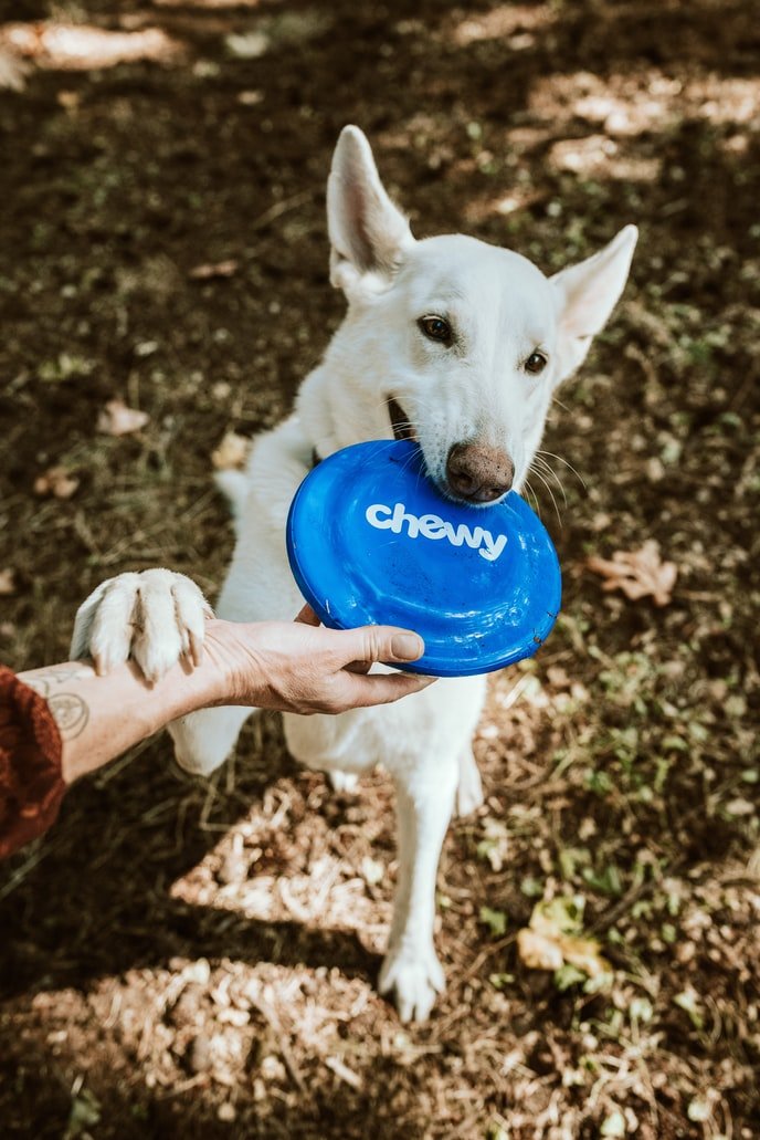 Frisbee time