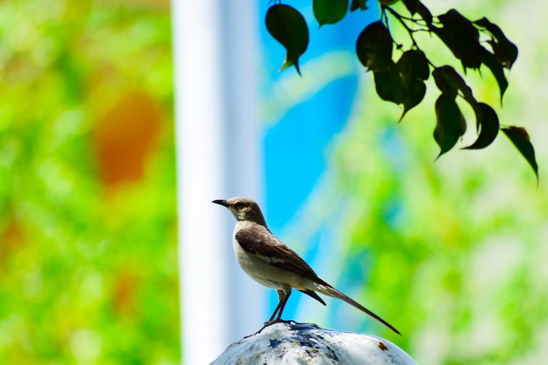 birds-3574083_1920.jpg