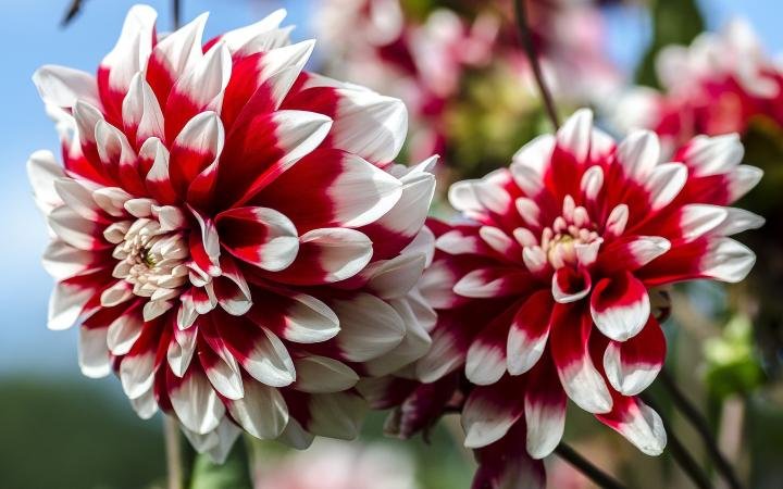 dahlias-red-white.jpg