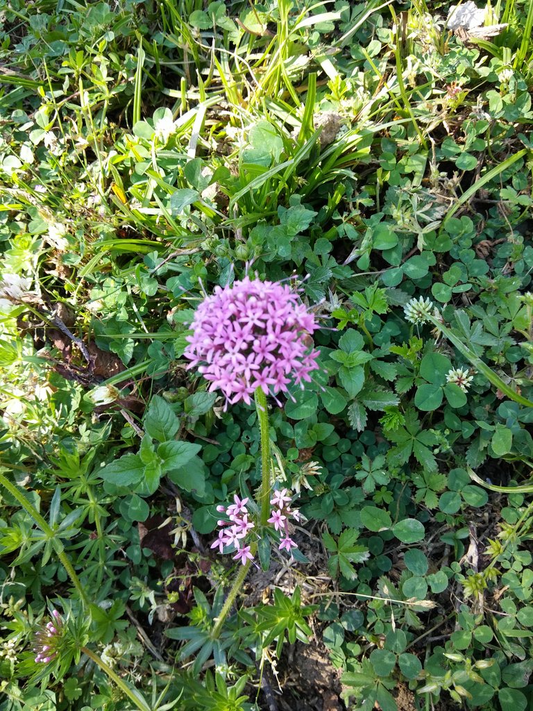 20190522_140736.jpg