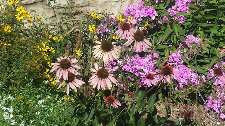 echinacea.jpg