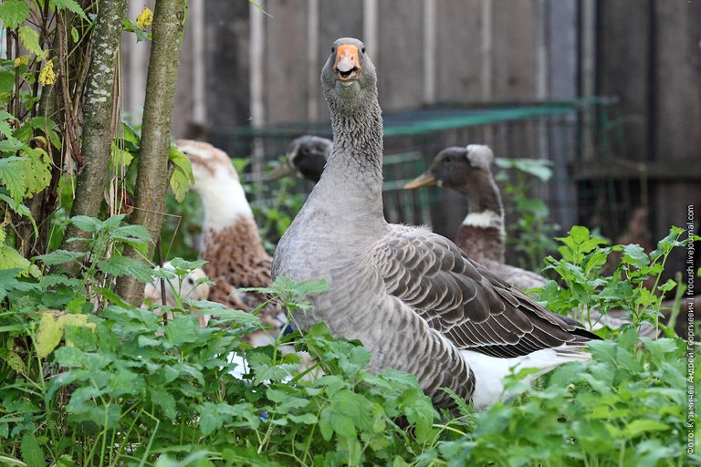 country geese