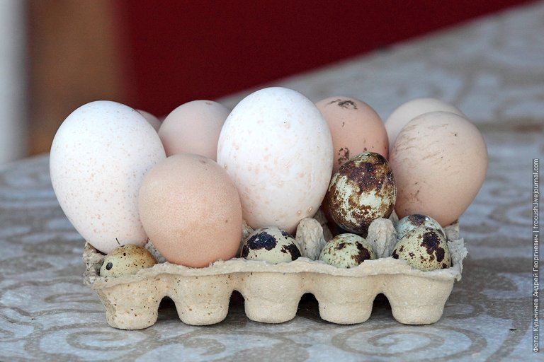 chicken eggs guinea fowl