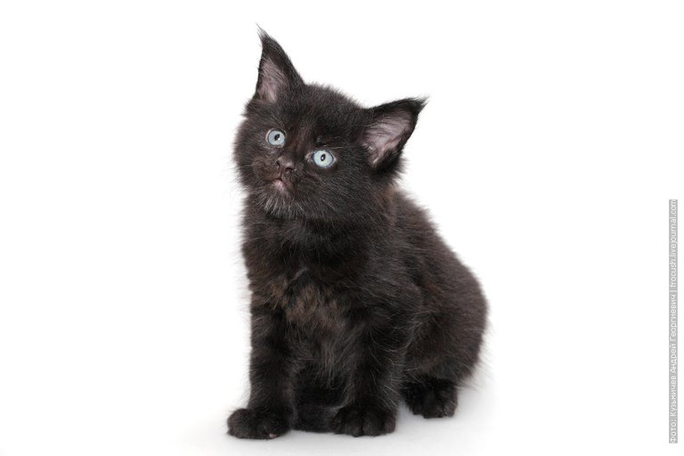 Maine Coon Black Kitten