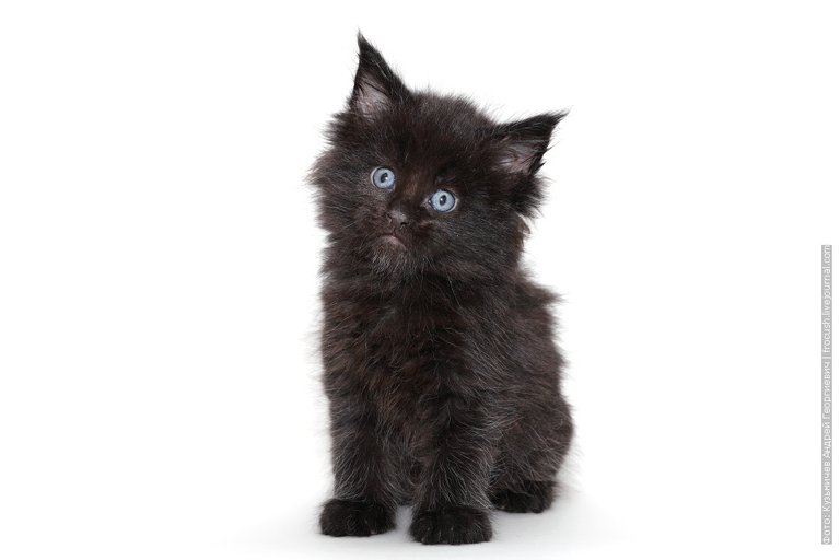 Kitten maine coon black sale in moscow