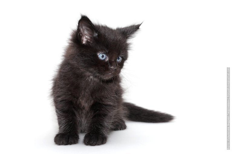 Black kitten maine coon for sale