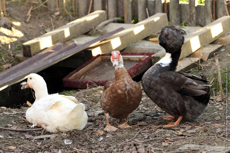 ducks, rustic