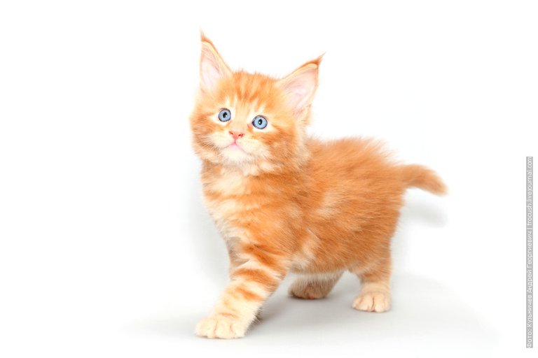 Maine Coon's Red Kitten