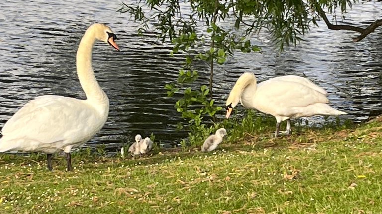 Lovely Swans With Cygnets on the Lake Today