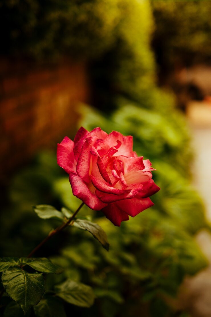 selective-focus-beautiful-pink-rose_181624-33589.jpg