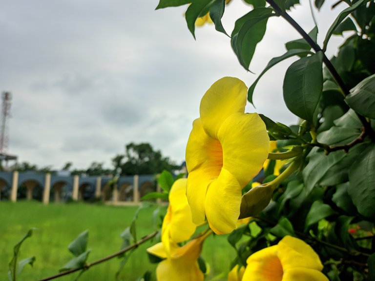 18062023_155546.Mobile Dslr.jpg