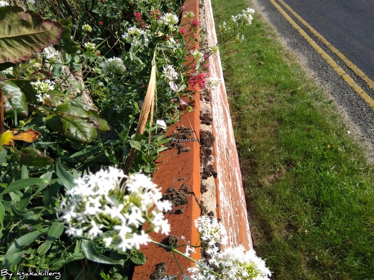 kgakakillerg original content