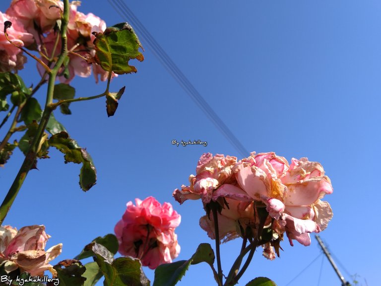 kgakakillerg original content