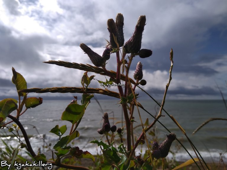 kgakakillerg original content