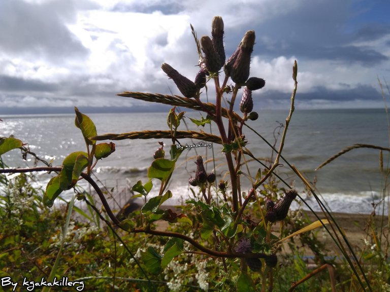 kgakakillerg original content