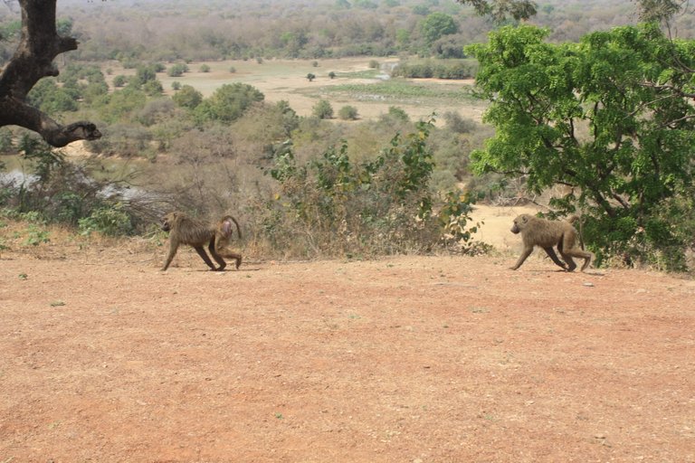 Ghana 2011 1712.JPG