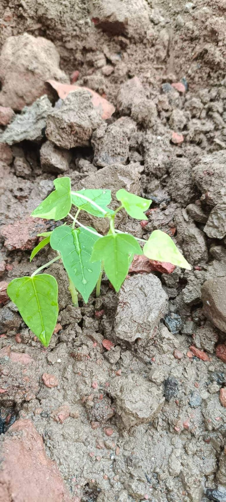 received_810167363492362.jpeg
