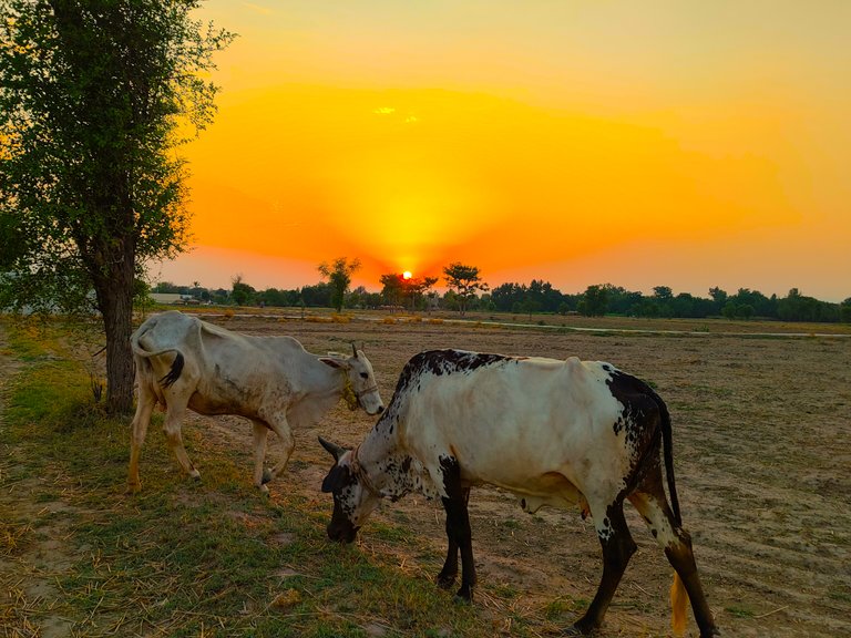 Beautiful sunset photography 