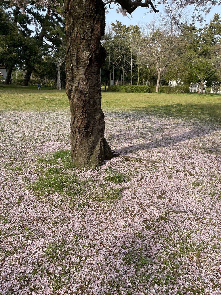 IMG_4388.JPG