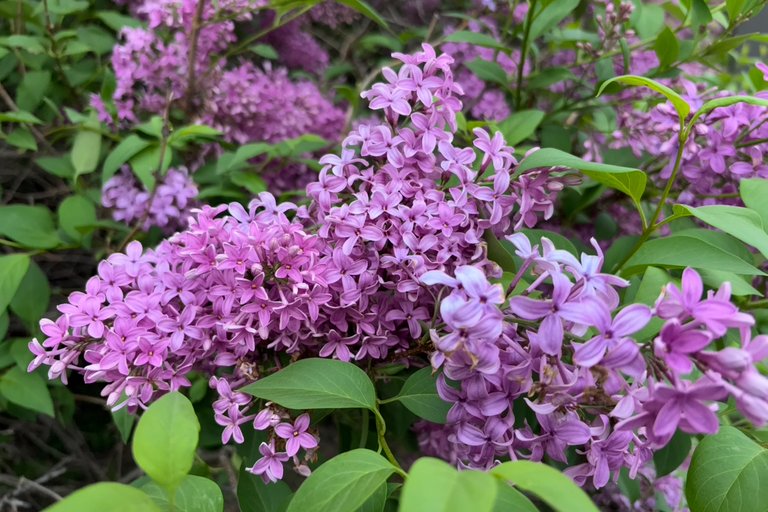 Lilacs on my morning walk