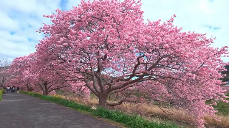 Schöne Kirschblüten in Bonn