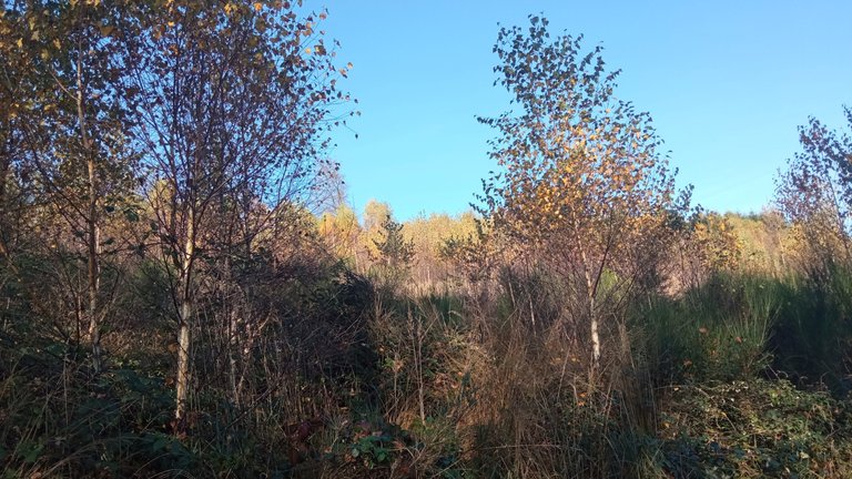 Herbstlicher Birkenwald