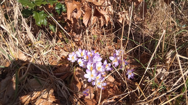 Krokusse bedecken die Wiesen