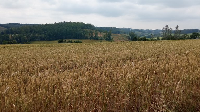Wanderung vorbei an Weizen- und Roggenfelder