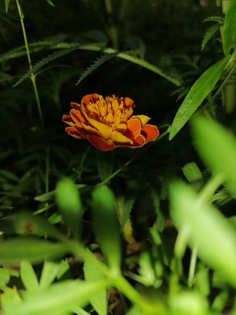 e98ac1d0-833c-4060-9465-41a1a6e9a53a.jpeg