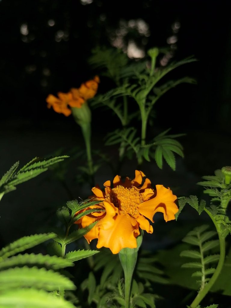 22f5ea1d-992f-4085-a5b0-fb411d3ab333.jpeg