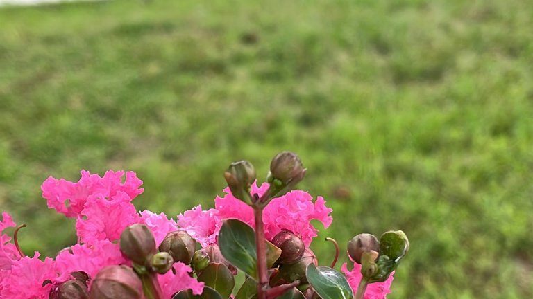 IMG_2485.jpeg