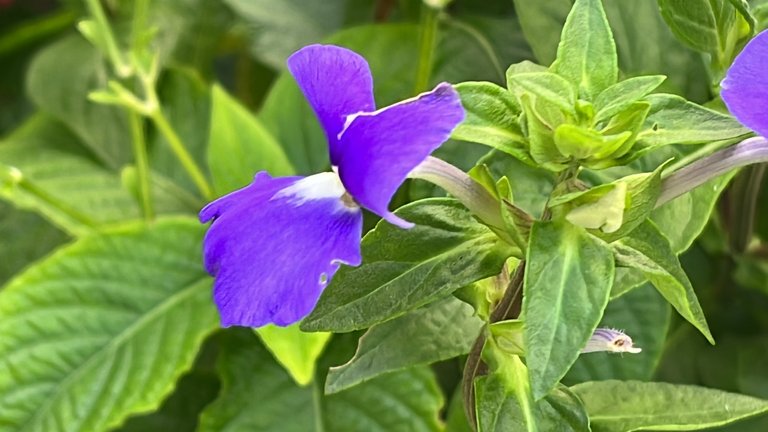 IMG_8375.jpeg