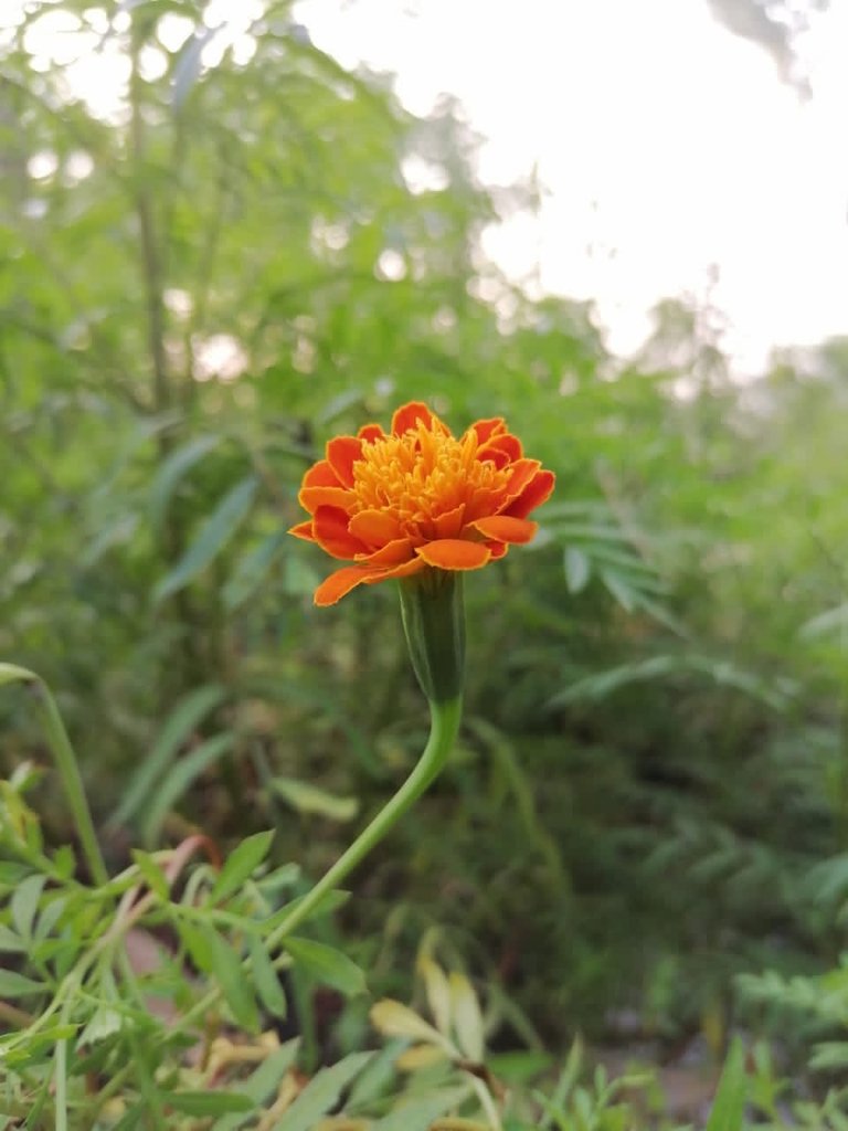b7969776-83cc-416f-9de7-065f7e48c69a.jpeg