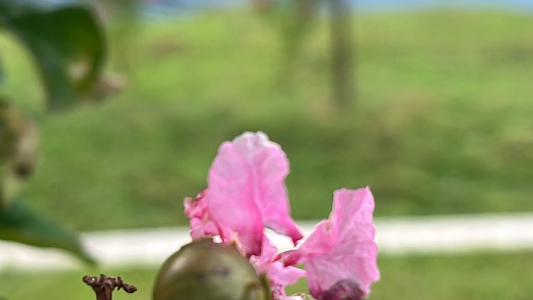 IMG_2493.jpeg