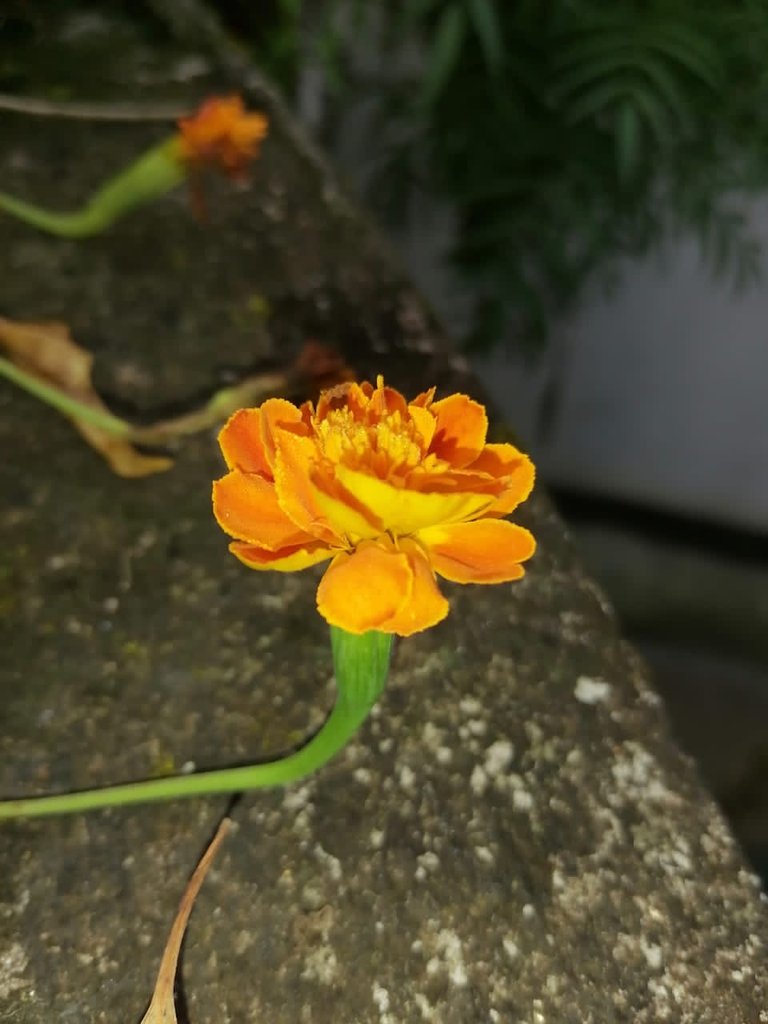 37d125d3-a484-41b1-8b59-7b84aa08e067.jpeg