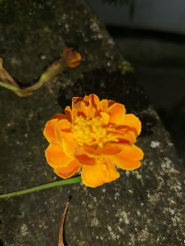0fb24247-b809-4aa4-a272-1e6c7162e403.jpeg