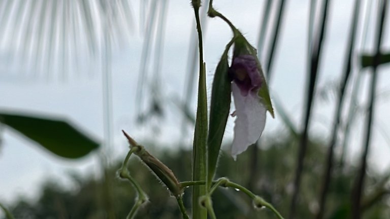 IMG_1520.jpeg