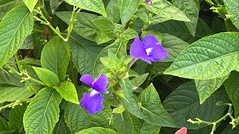 IMG_8370.jpeg