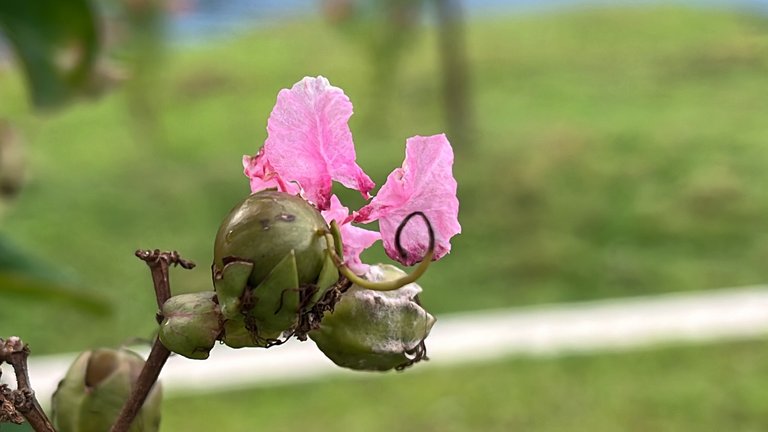 IMG_2494.jpeg