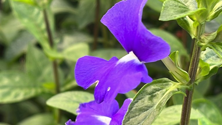 IMG_8379.jpeg
