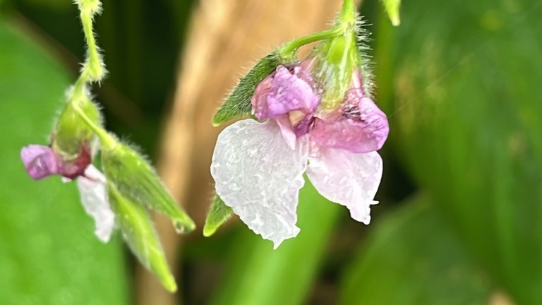 IMG_1519.jpeg
