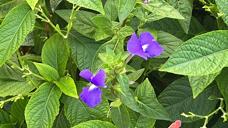 IMG_8371.jpeg