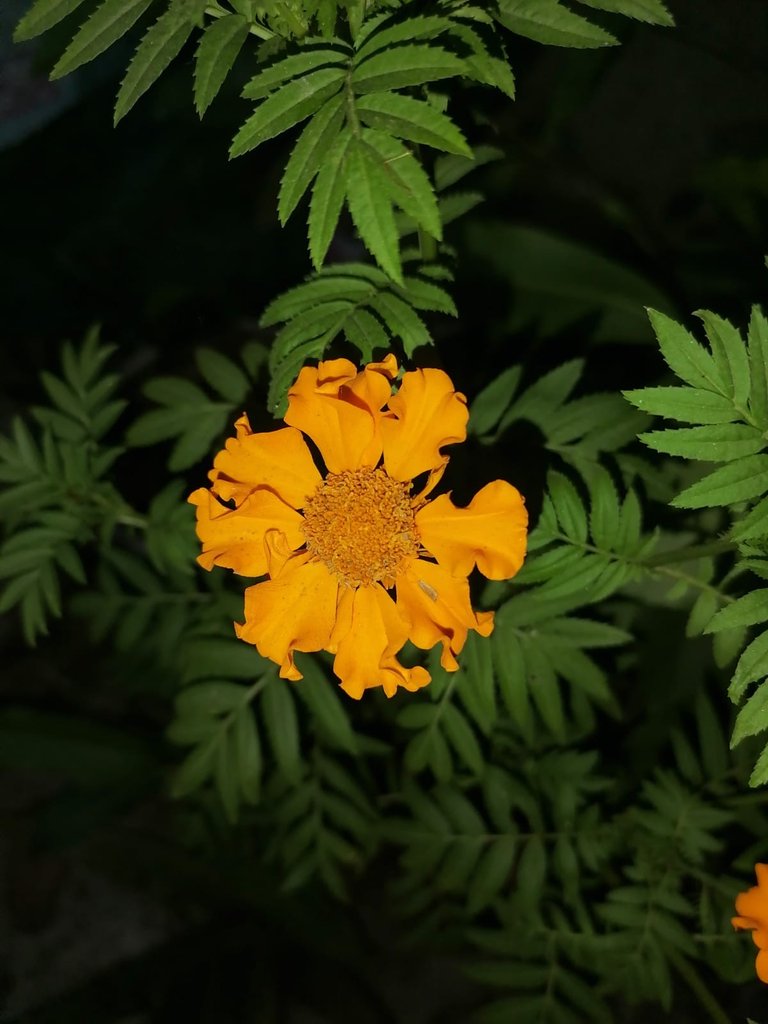 09dfe89a-74fd-48ad-a992-58e71def179f.jpeg